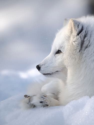Finland, Ranua Wildlife Park. Dhole, Arctic fox in white winter coat. Animals Print